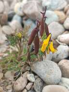 Image de Corydalis impatiens (Pall.) Fisch. ex DC.