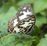 Image of Common Pierrot