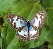 Image of Common Pierrot