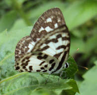 Image of Common Pierrot