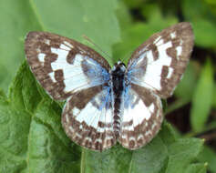 Image of Common Pierrot