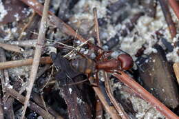 Image de Camponotus socius Roger 1863