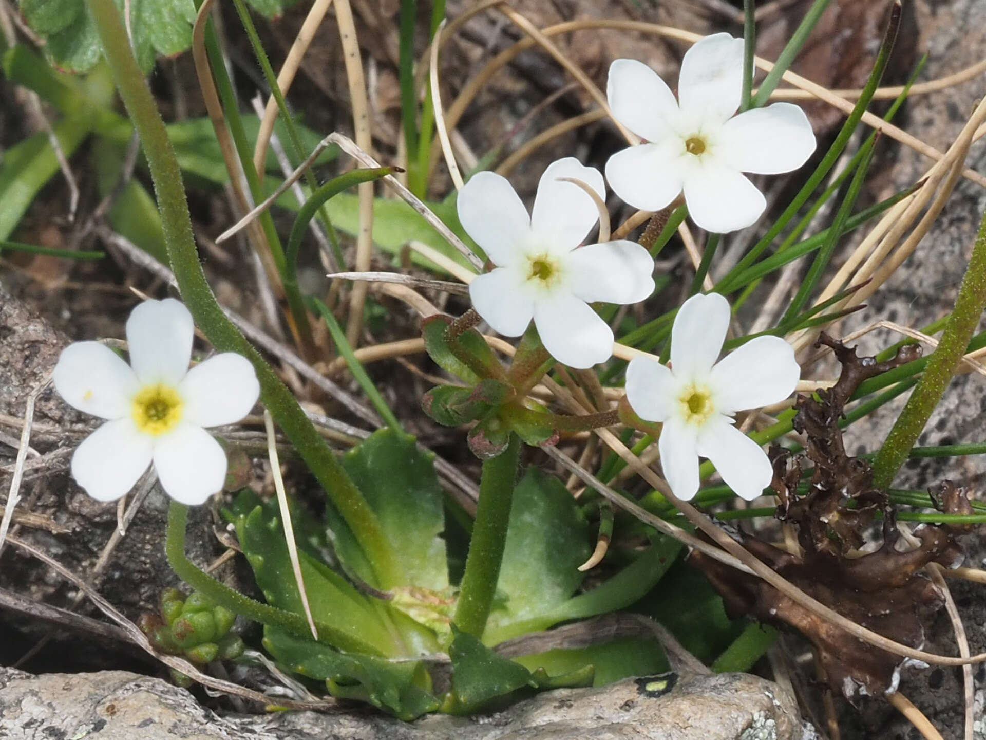 Image of Androsace armeniaca Duby