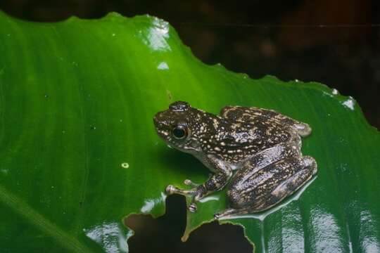 Image of Sabah Splash Frog