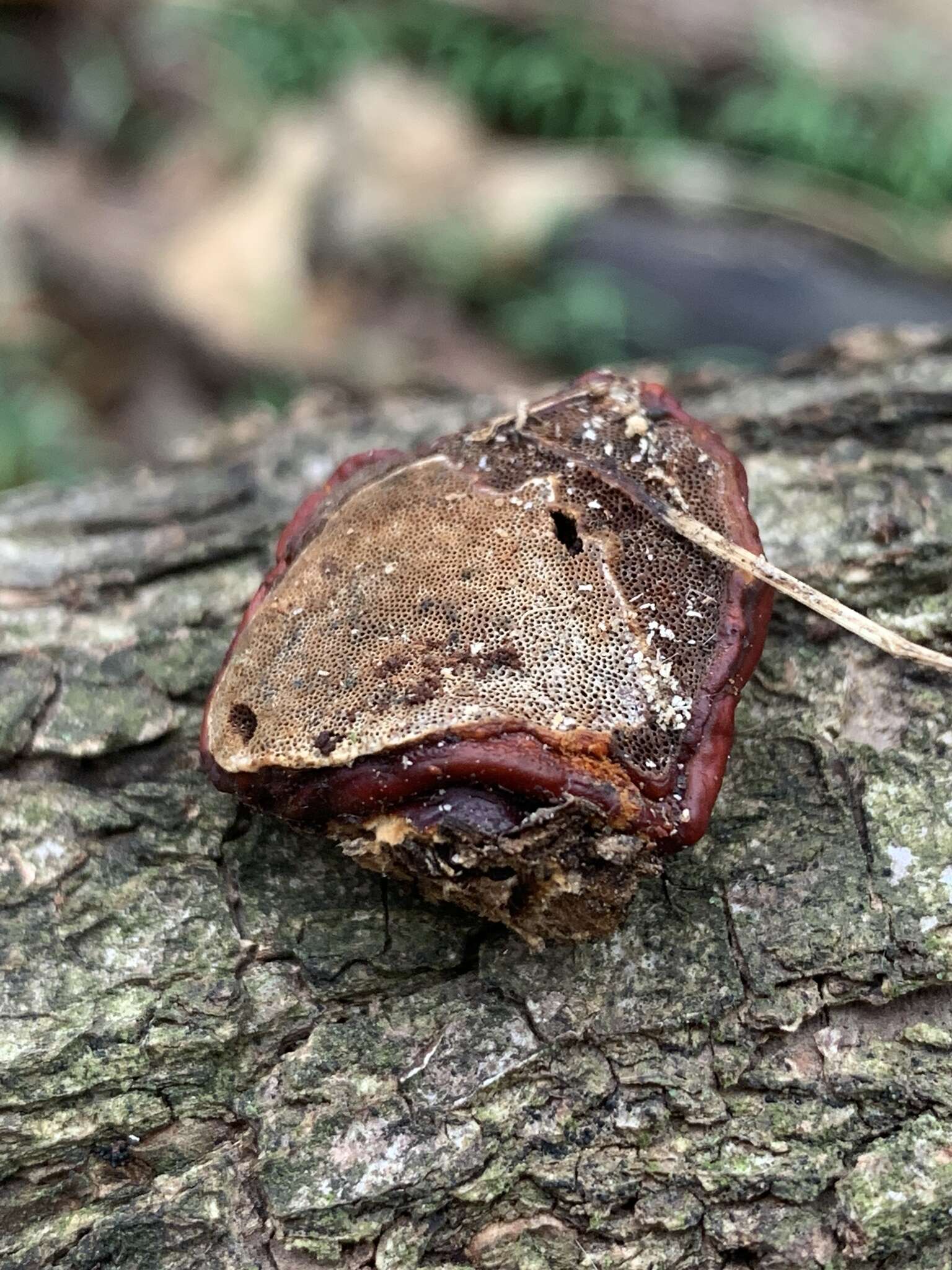 Ganoderma martinicense Welti & Courtec. 2010的圖片