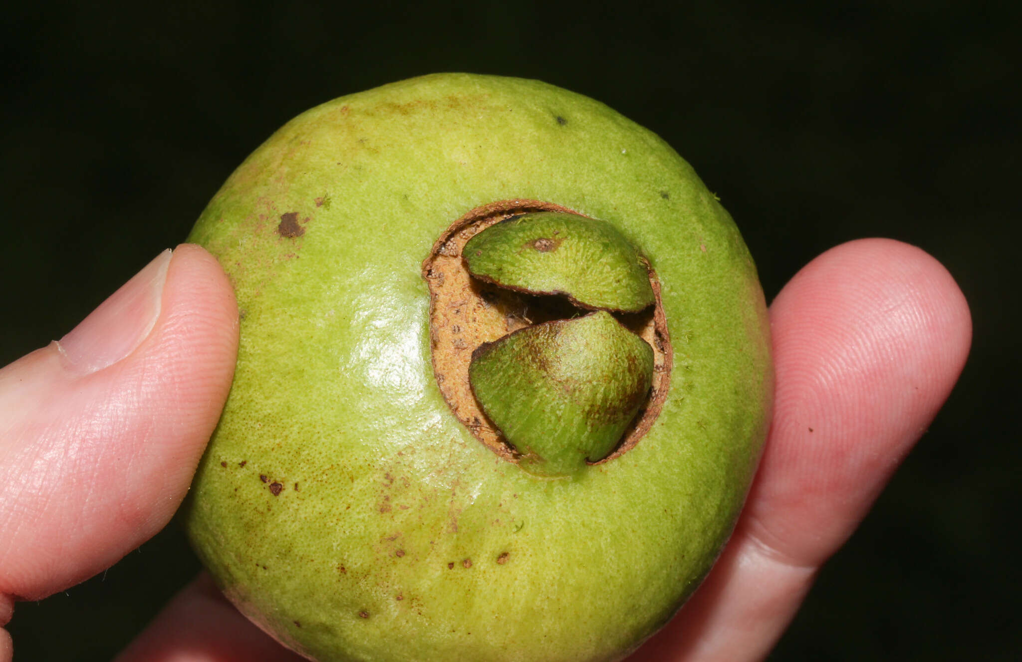Image of wild guava