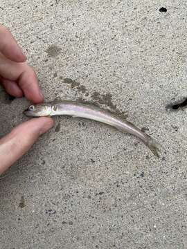 Image of California lizardfish