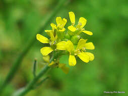 Imagem de Sisymbrium officinale (L.) Scop.