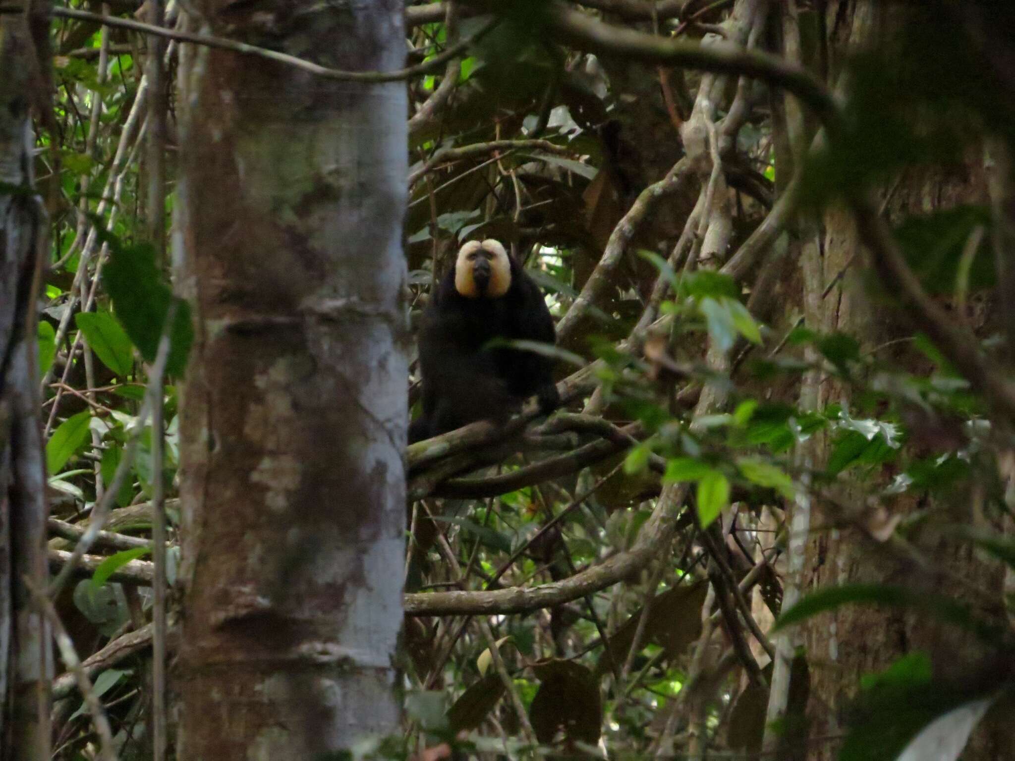 Image of White-faced Saki