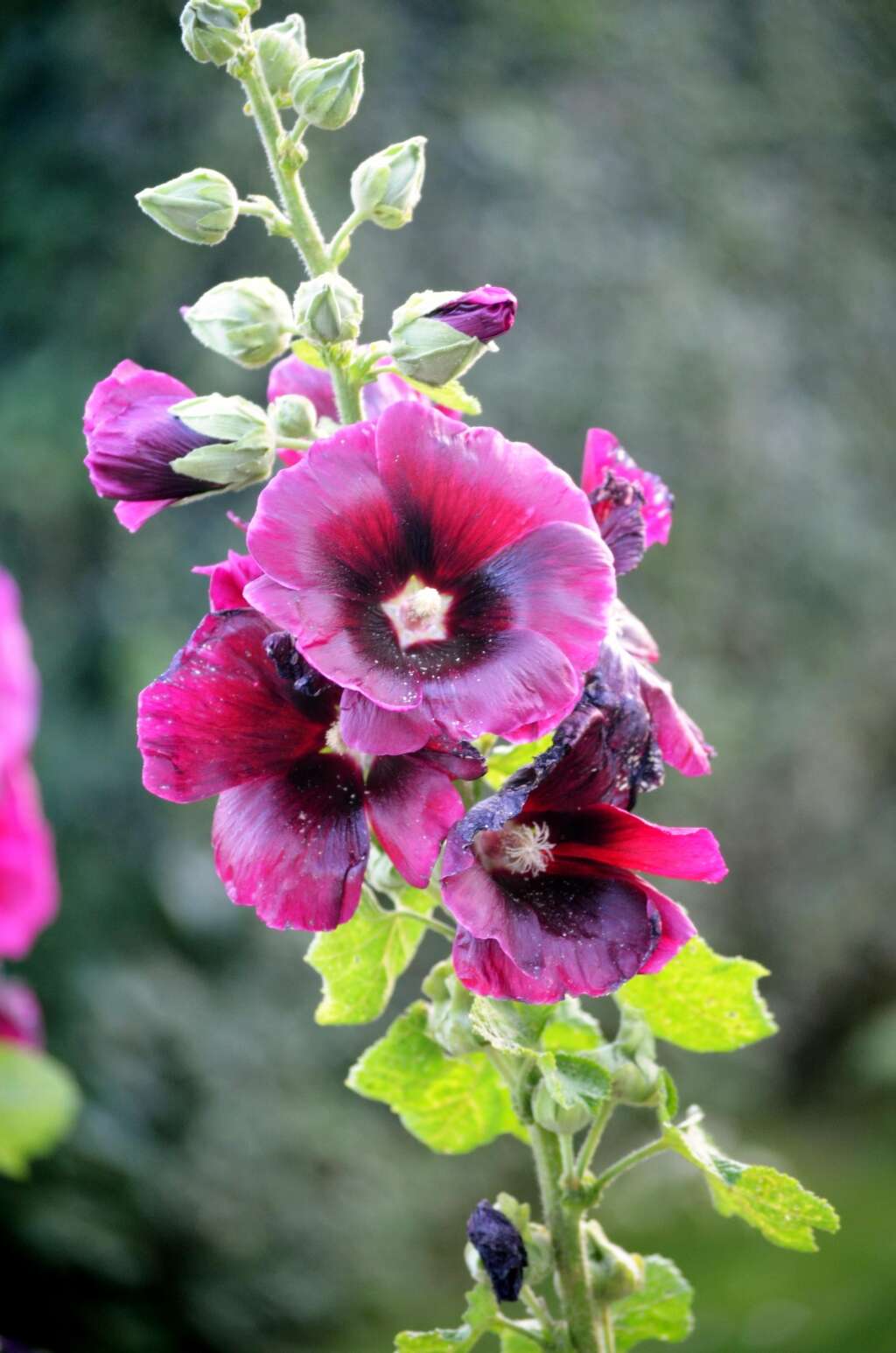 Image of hollyhock