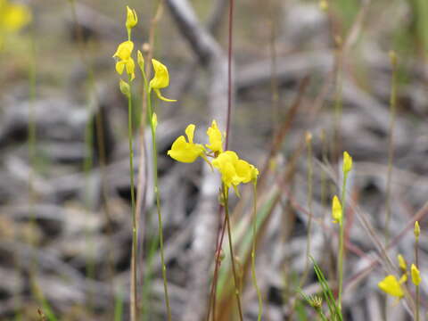 Слика од Utricularia juncea Vahl