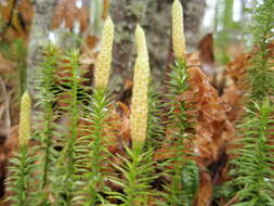 Image of interrupted clubmoss