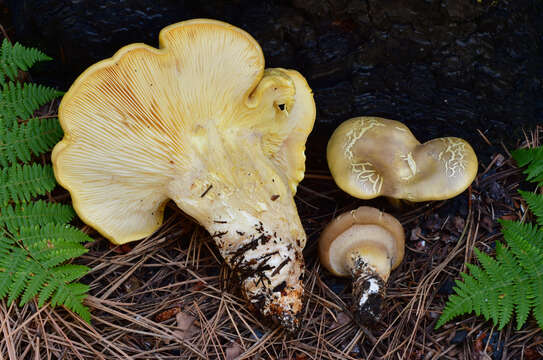 Image of Cantharocybe