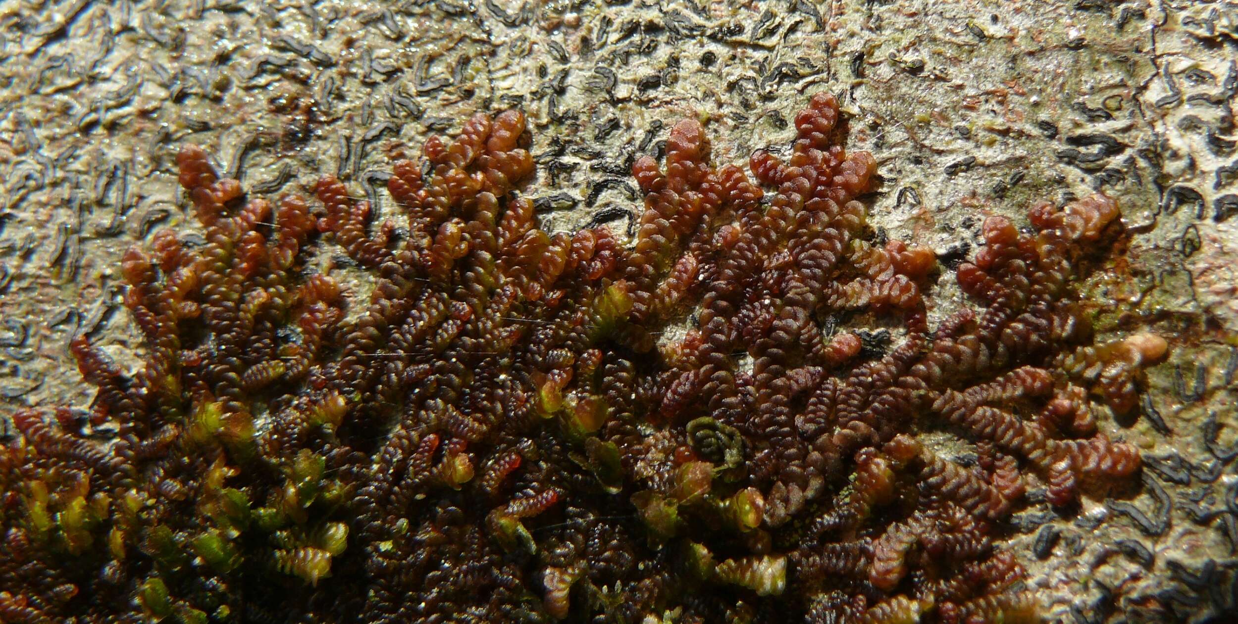 Image of dilated scalewort