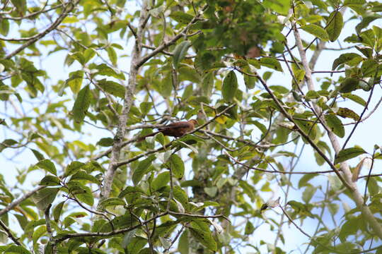 Image of Ruddy Cuckoo-Dove