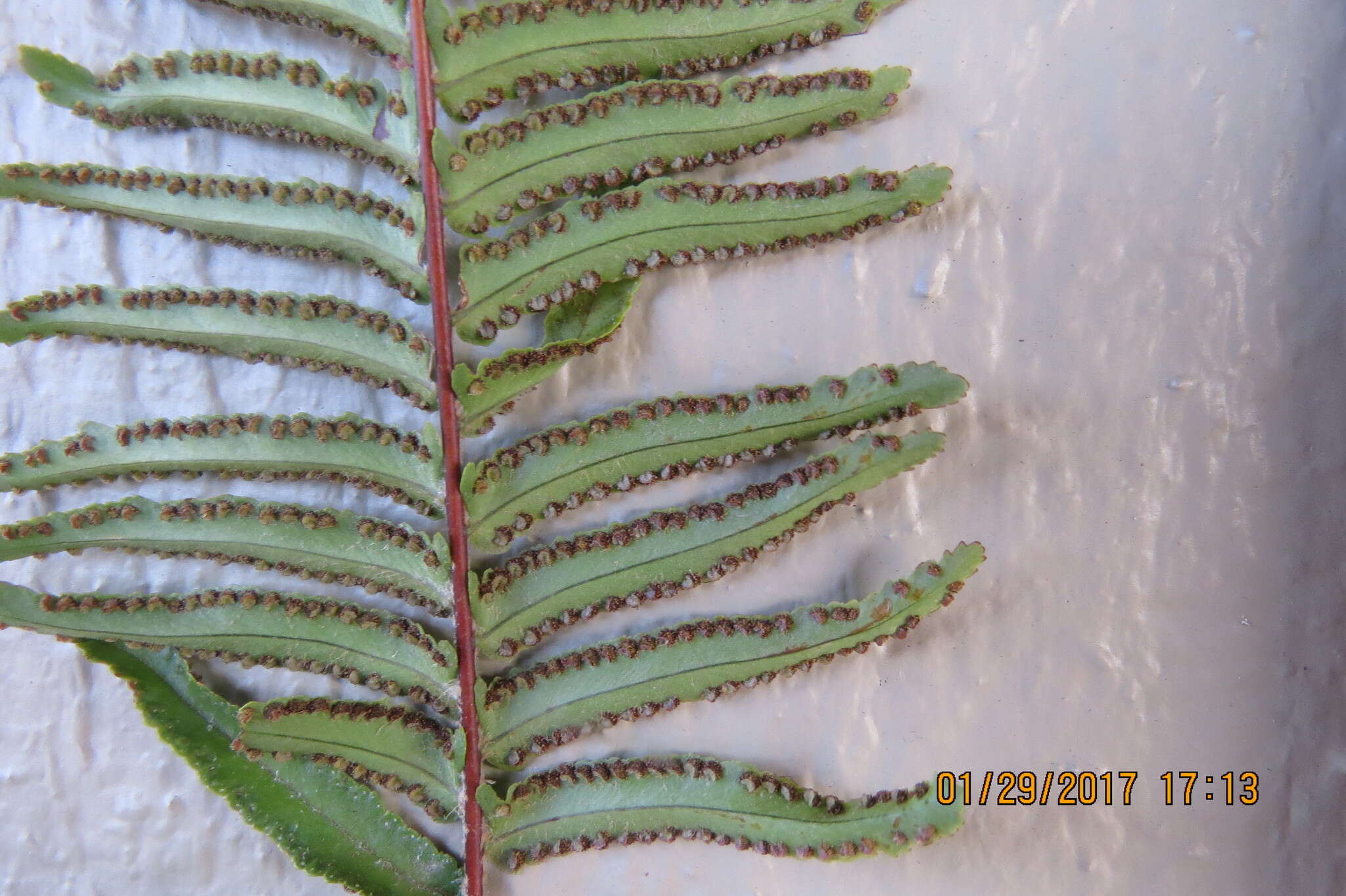 Image of Asian sword fern