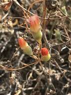 Image of Mesembryanthemum noctiflorum L.