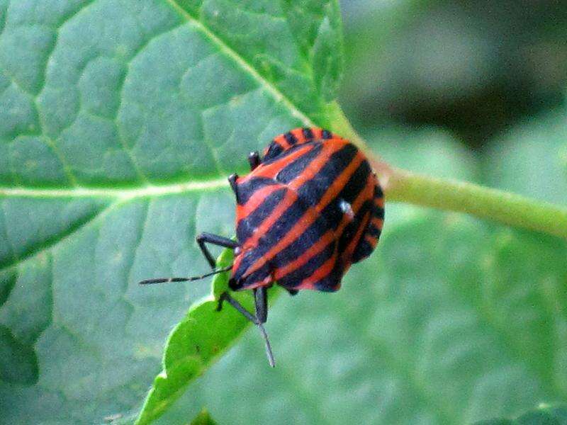 Image of <i>Graphosoma italicum</i>