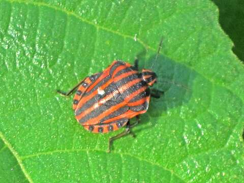 Image of <i>Graphosoma italicum</i>