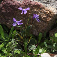 Image de Viola betonicifolia Smith