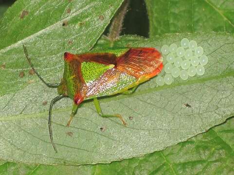 Acanthosoma haemorrhoidale resmi