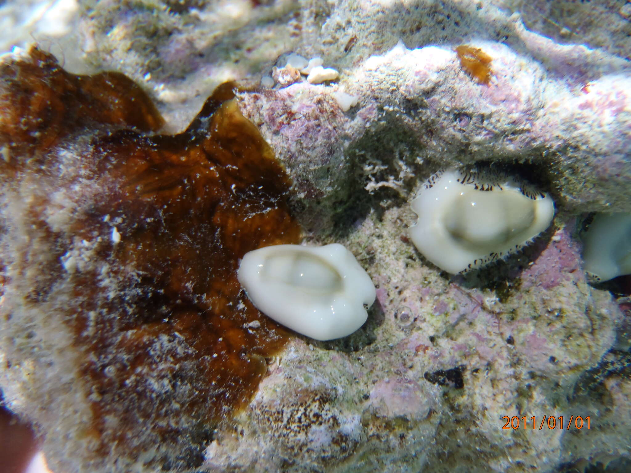 Image of cowry