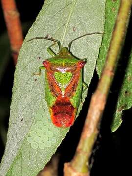 Acanthosoma haemorrhoidale resmi