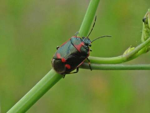 Image of <i>Eurydema oleracea</i>