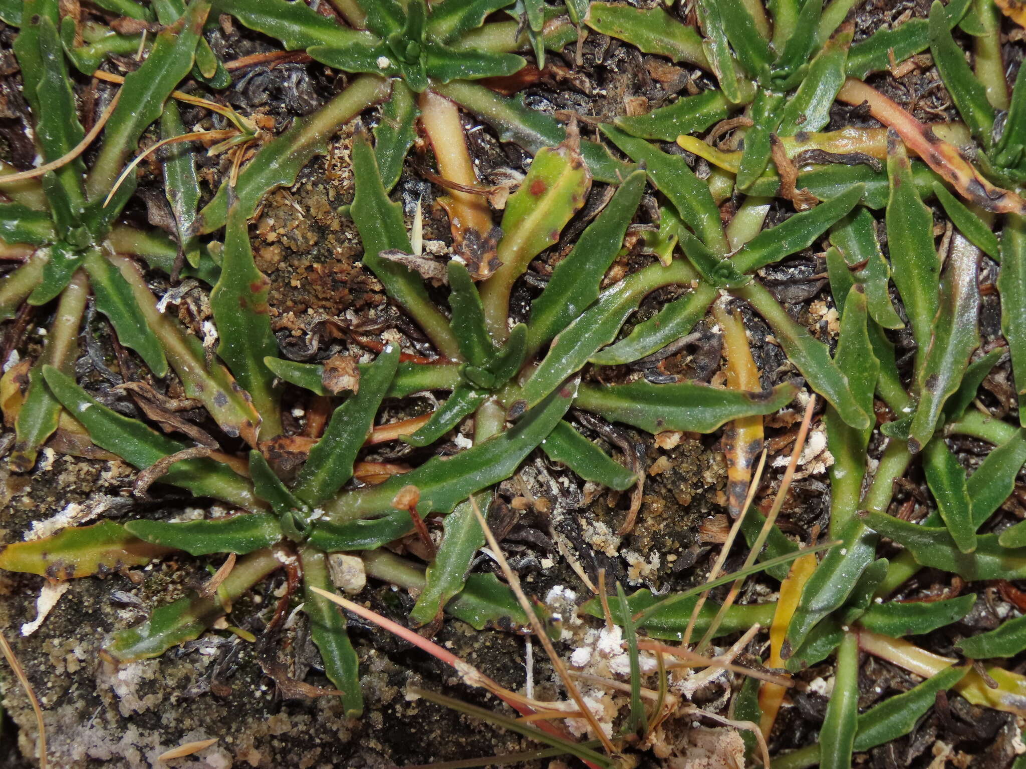 Imagem de Plantago tubulosa Decne.