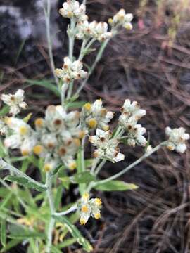 Image of Macoun's cudweed