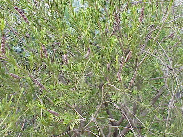 صورة Callistemon paludosus F. Müll.