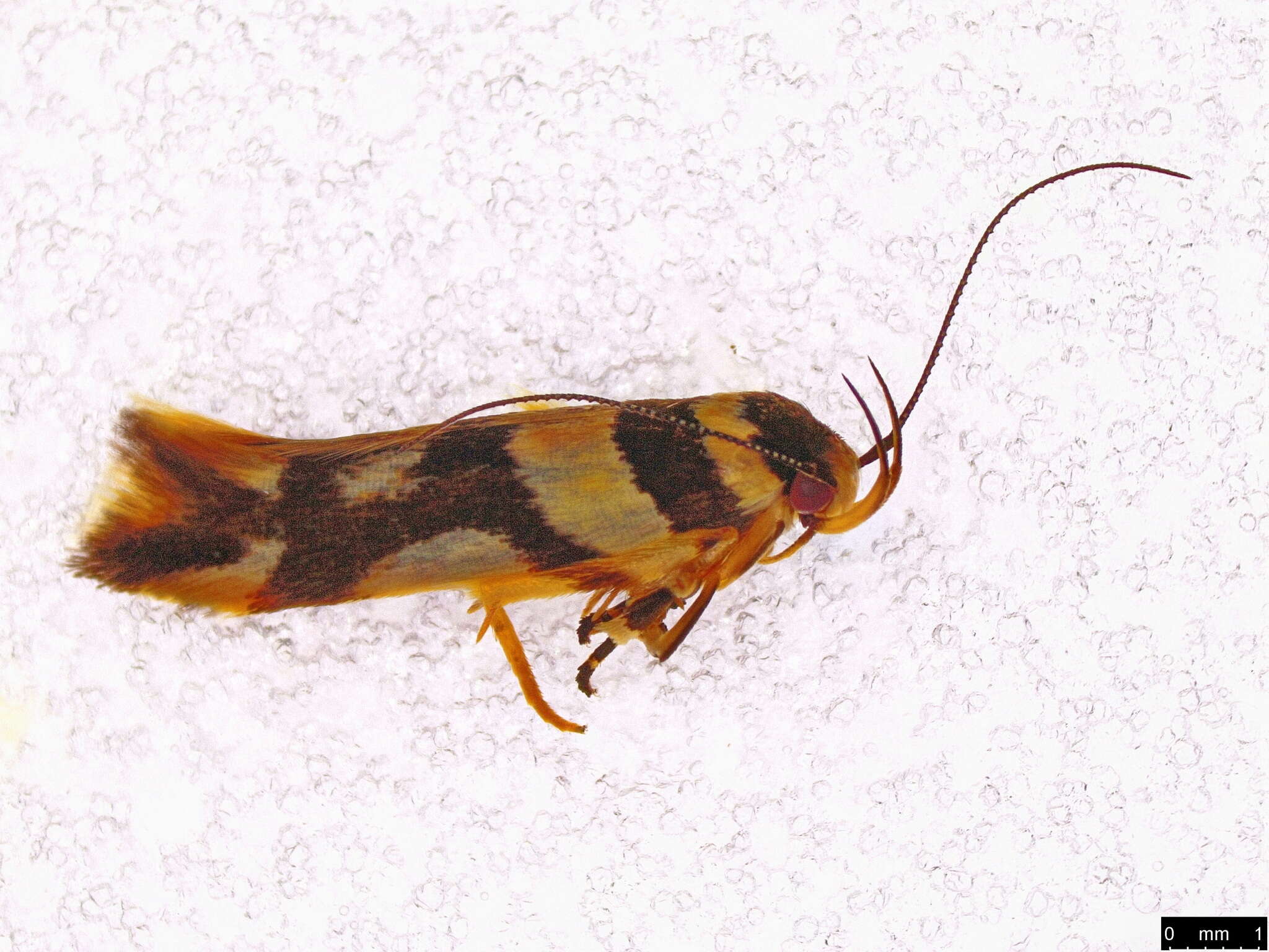 Image of Macrobathra desmotoma Meyrick 1886