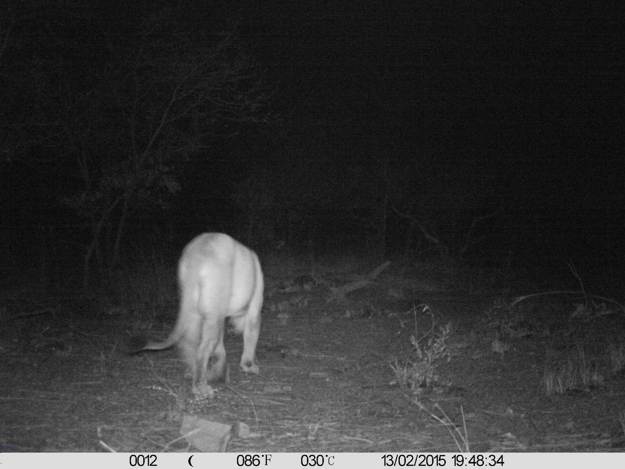 Image of Barbary lion