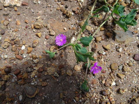 Image of Corbichonia decumbens (Forsk.) Exell