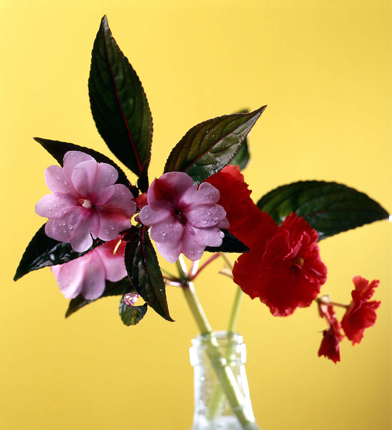 Image of Begonia tuberhybrida Voss