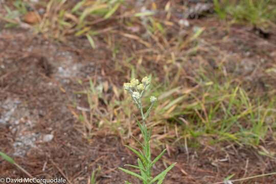 Image of Macoun's cudweed