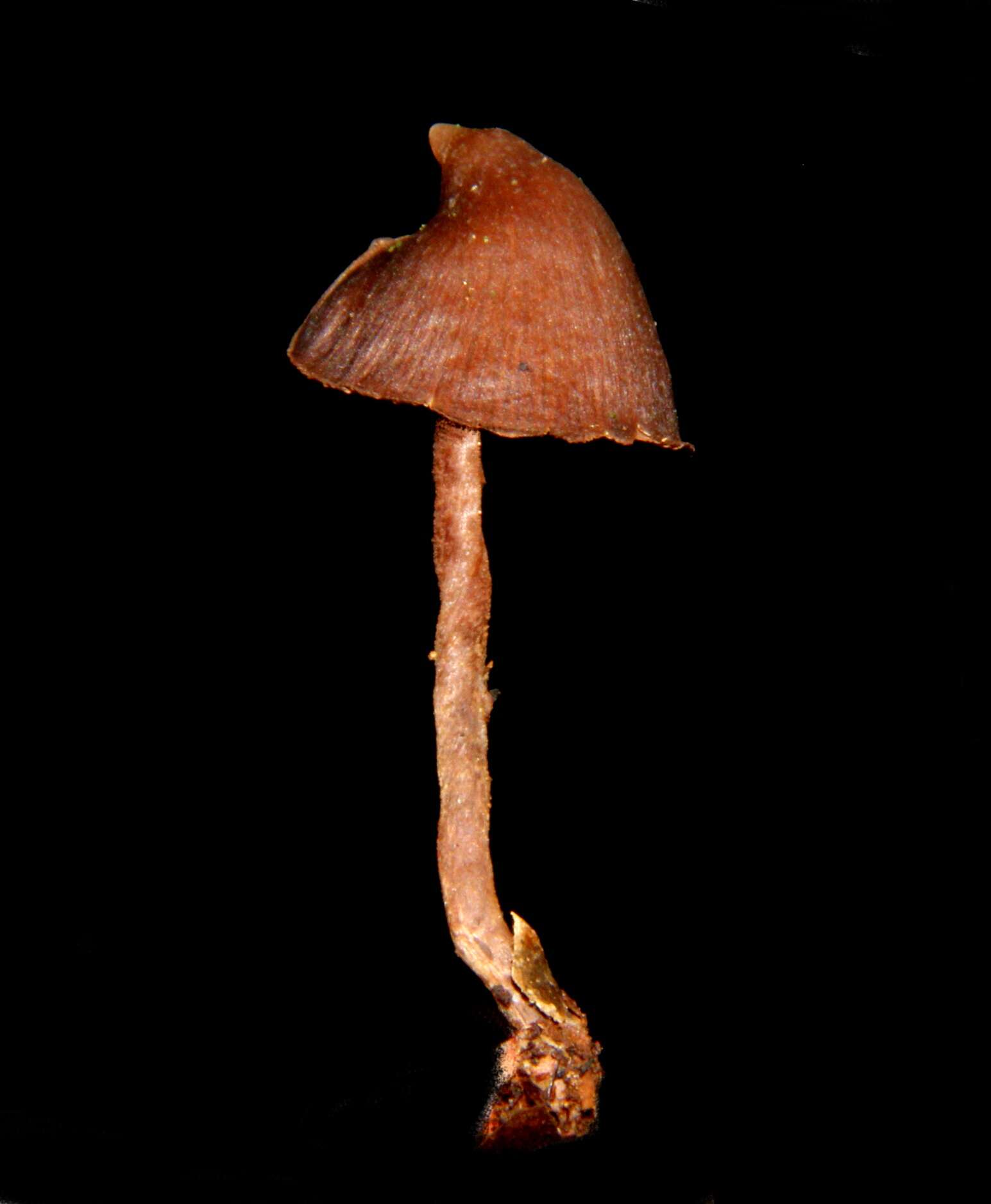 Слика од Psilocybe heimii Guzmán 1978