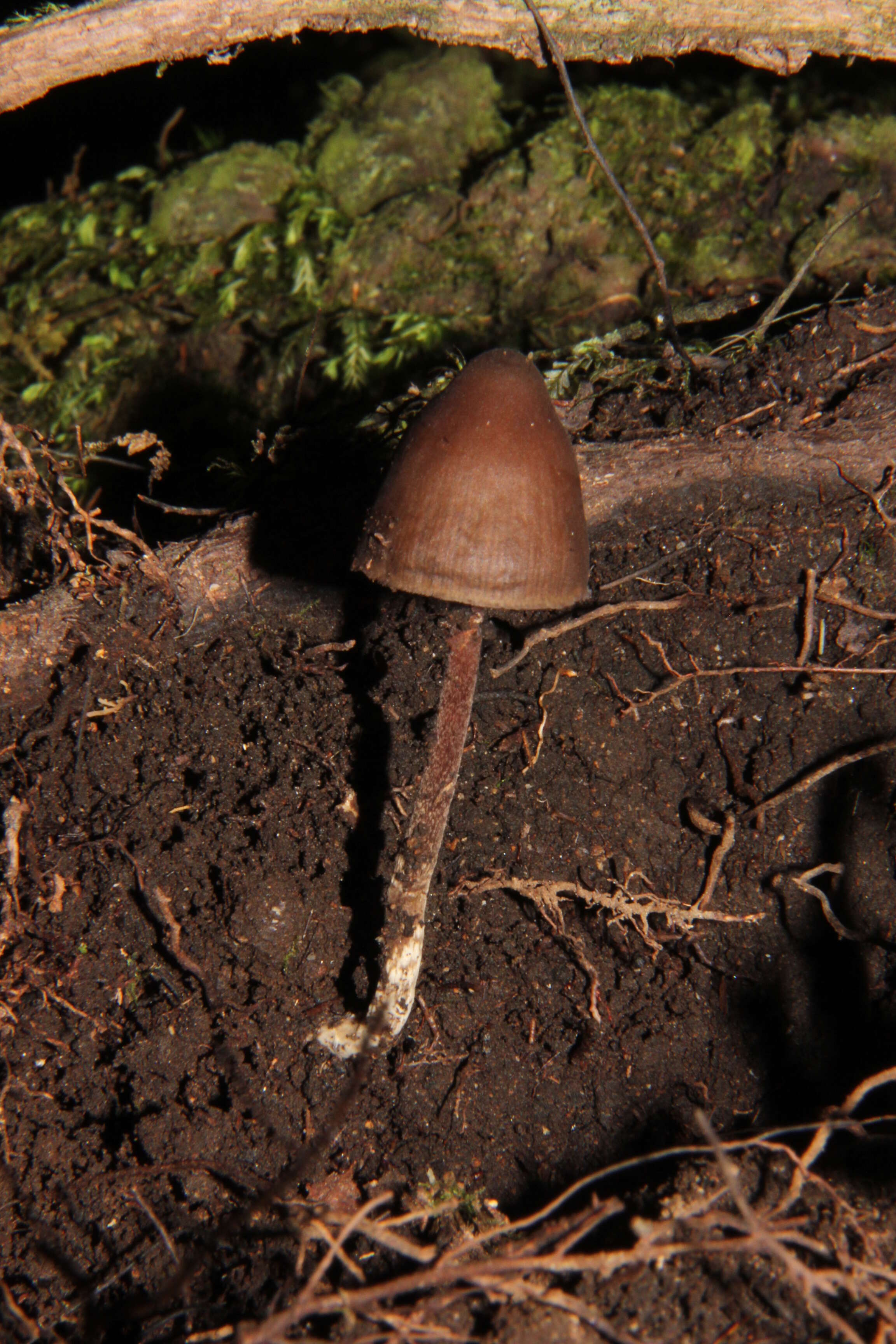 Imagem de Psilocybe neoxalapensis Guzmán, Ram.-Guill. & Halling 2009