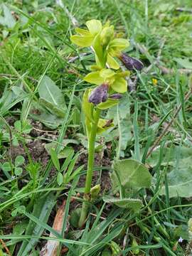 Image of Ophrys omegaifera subsp. hayekii (H. Fleischm. & Soó) Kreutz