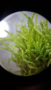 Image of New England bryhnia moss