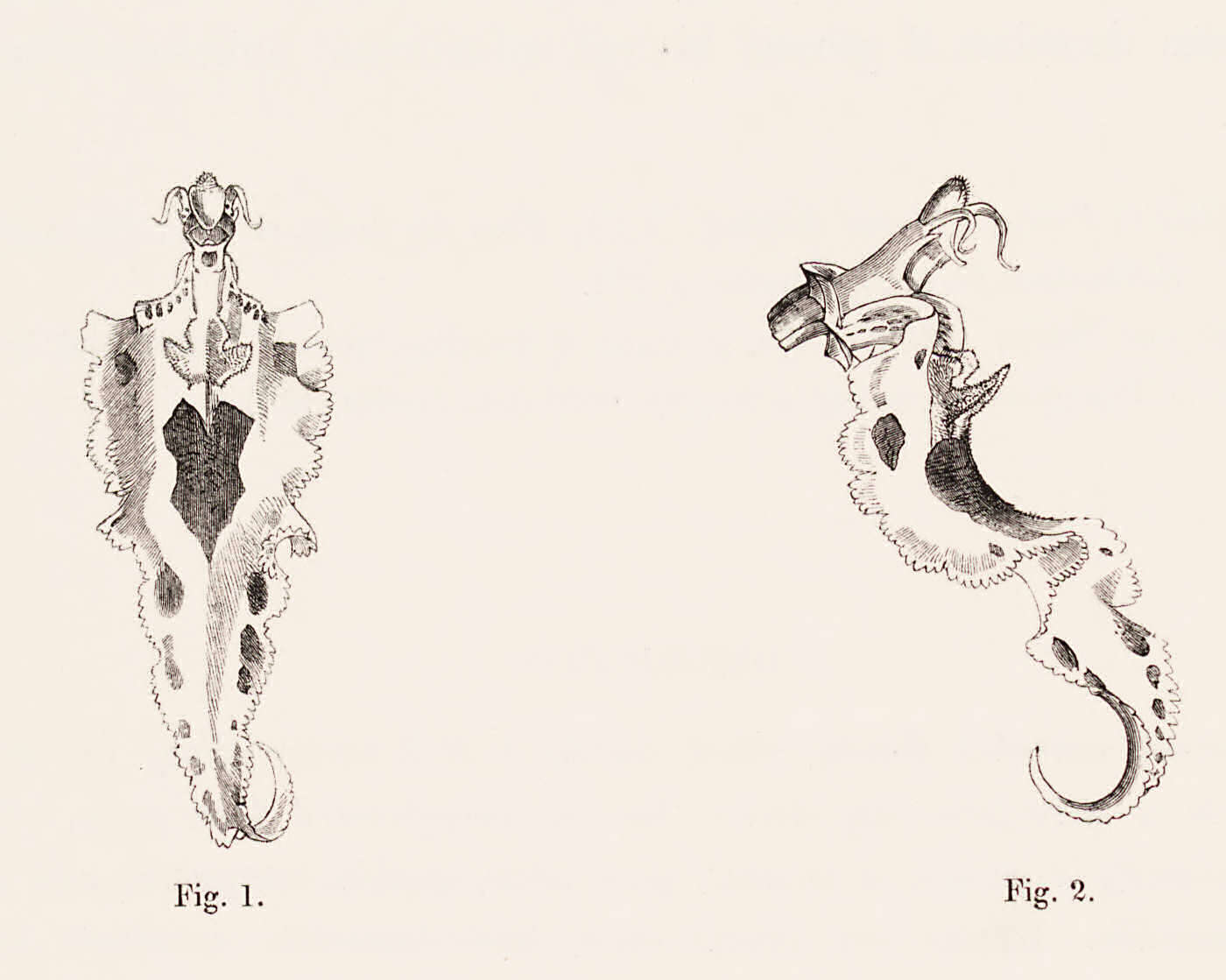 Image of Spotted Oncidium