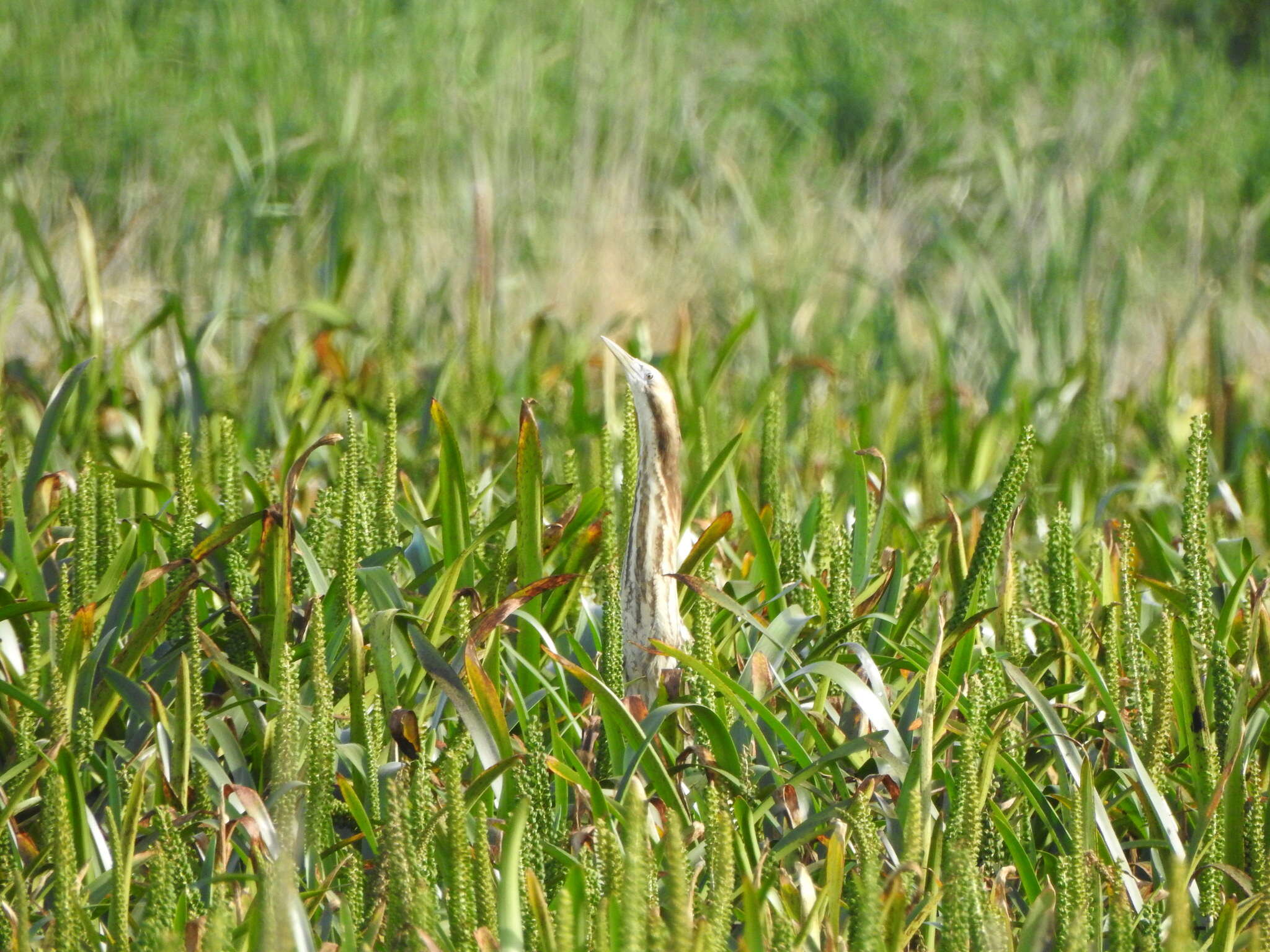 Image of Australasian Bittern