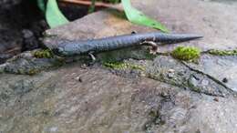 Image of Ringtail Salamander