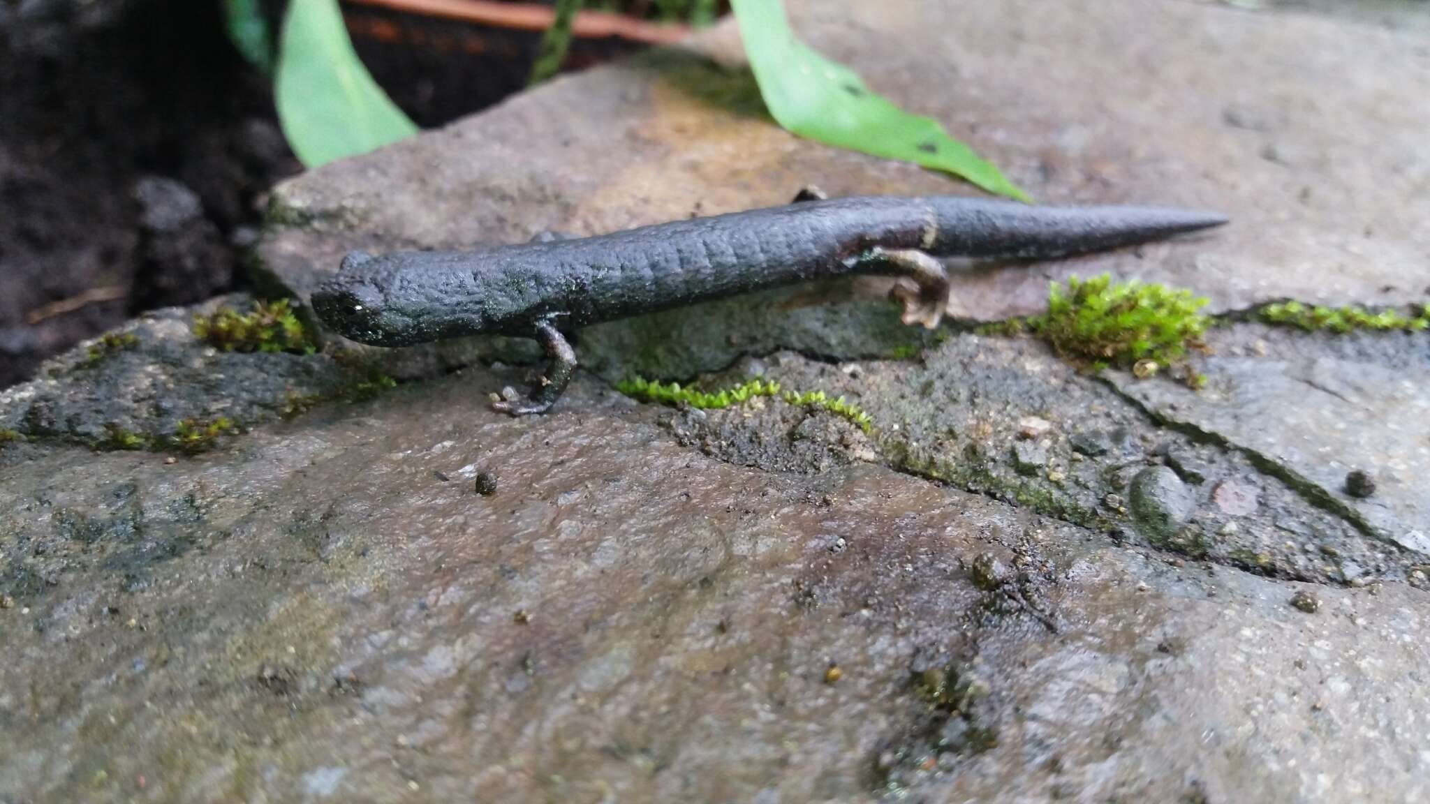 Image of Ringtail Salamander