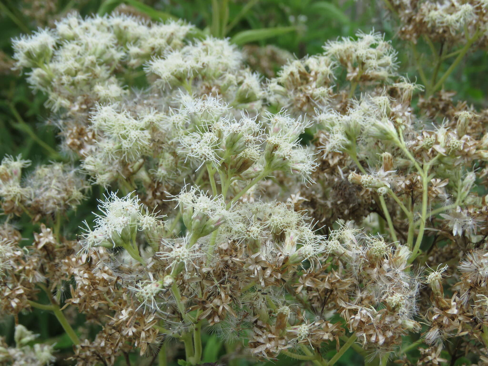 Austroeupatorium inulifolium (Kunth) R. King & H. Rob.的圖片