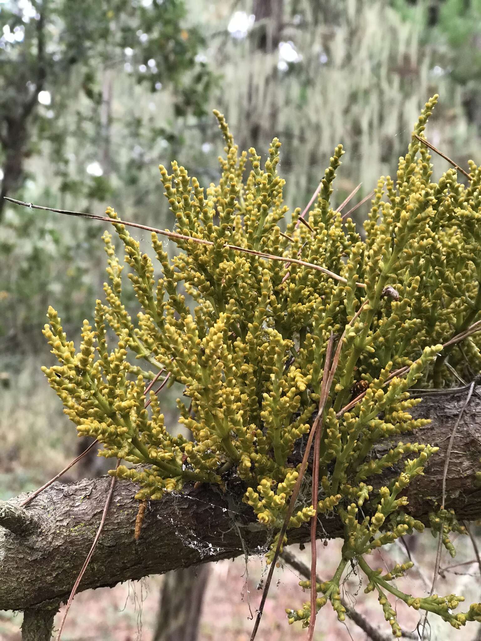 Image of coastal dwarf mistletoe