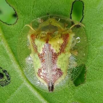 صورة Coptocycla (Psalidonota) contemta (Boheman 1855)