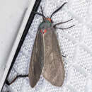 Image of Mousey Tiger Moth