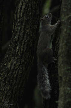 Image of Sciurus nayaritensis nayaritensis J. A. Allen 1890