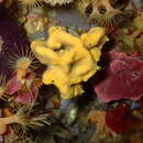 Image of crumpled duster sponge